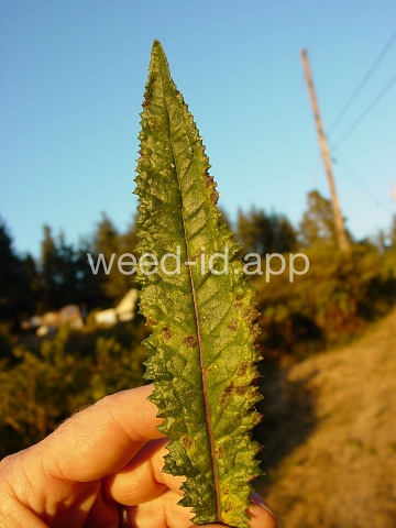 burnweed, Australian
